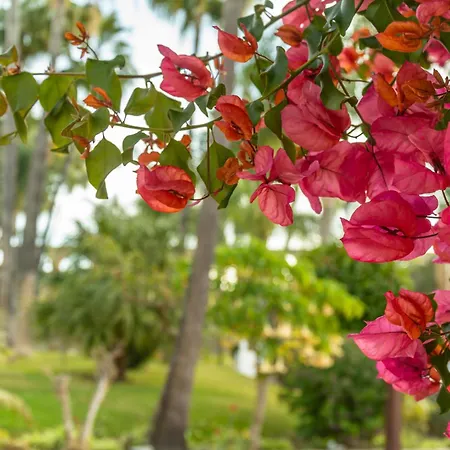 Σπίτι διακοπών Palmas 2a Oasis Nerja
